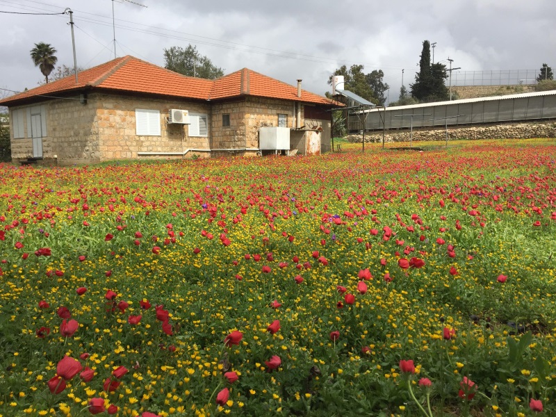 כלניות במושב מעונה.