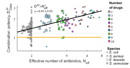 בתרשים: הכמות הכללית של אנטיביוטיקה הדרושה לעיכוב עולה כמו שורש מספר התרופות השונות בקוקטייל. כל נקודה בתרשים מייצגת שילוב של 10-2 אנטיביוטיקות שונות. אפשר לראות שכאשר מעלים את מספר האנטיביוטיקות השונות בשילוב הכמות הדרושה מכל אחת מהתרופות יורדת (שיפוע הגרף α קטן מאחד), בעוד הכמות הכללית עולה.