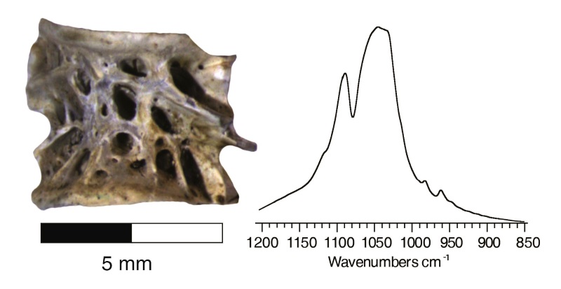 עצם סלמון ארכיאולוגית (שמאל) והחותמת המינרלית הייחודית בשיטת קרינה אינפרא-אדומה (ימין).