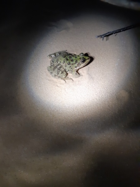 צפרדע נחלים