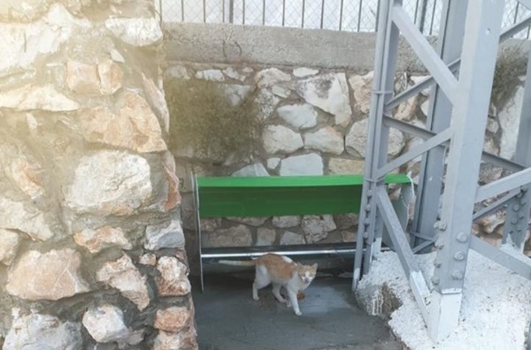 החתולים כבר נהנים