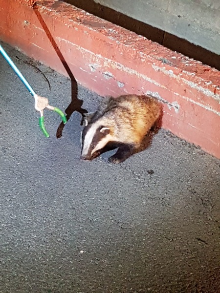 חילוץ וטיפול בגירית הפצועה