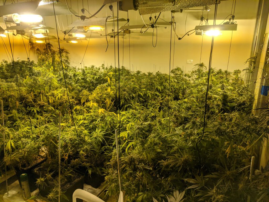 המשטרה חשפה לפני זמן קצר בקיסריה מעבדת הידרו ועצרה לחקירה 2 חשודים בהפעלתה