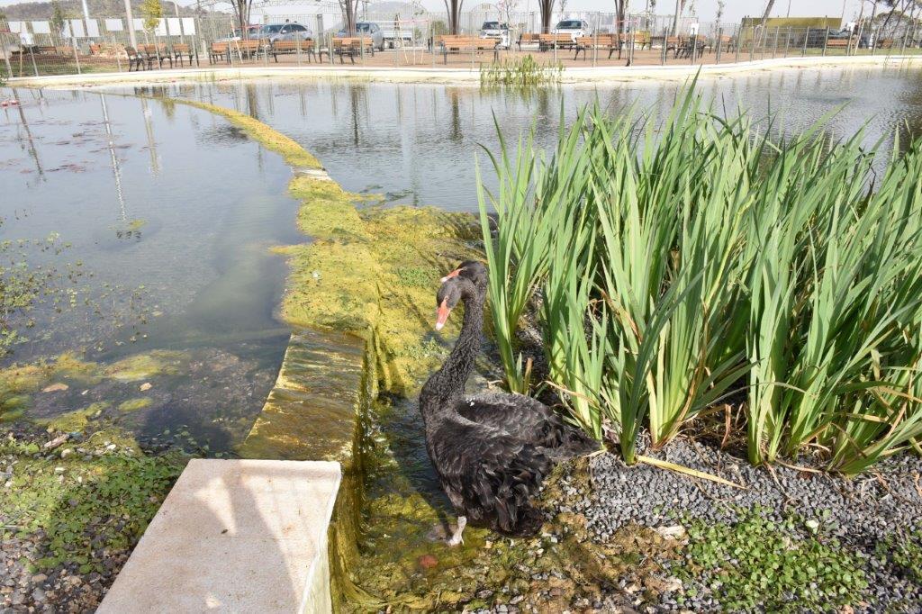 עיריית נוף הגליל התרגשה לקבל השבוע את "תושביה החדשים": הברבורים ושאר בעלי החיים שישוכנו בפארק העירוני החדש