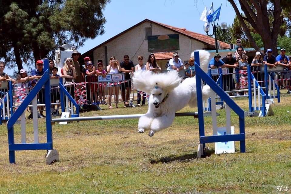 תערוכת הכלבים הבינלאומית 2021 צפויה להתקיים בנוף הגליל