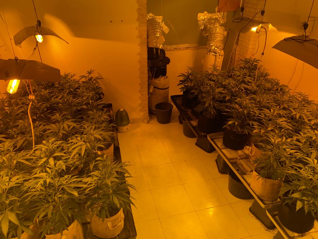 המשטרה חשפה בעכו מעבדת הידרו ובה שתילים במשקל כולל של כ- 11 ק״ג ועצרה 2 תושבי המקום החשודים בהפעלתה