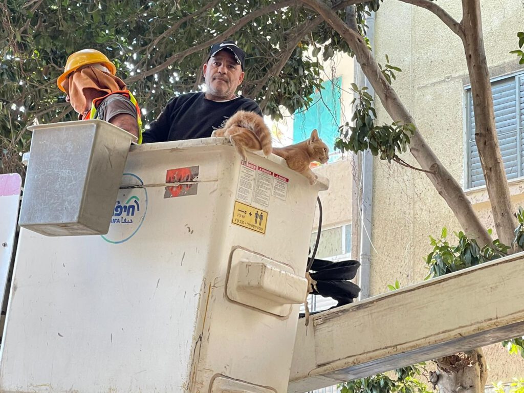 עיריית חיפה מציגה: ״מבצע חתול״