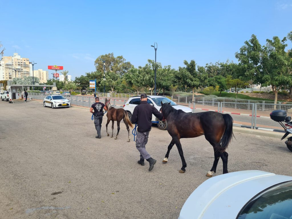 שבעה סוסים הוחרמו בעכו לאחר שהוחזקו שלא כדין בעיר