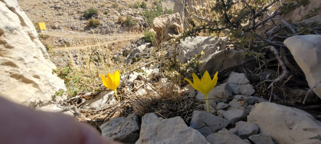 סתיו מורגש באתר החרמון ואיתו פריחת החלמוניות