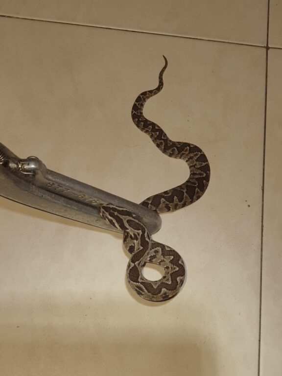 בתמונה: נחש הצפע שנלכד בבית משפחת הילד בן ה-7 שפונה לרמב"ם. צילום: ללא קרדיט.