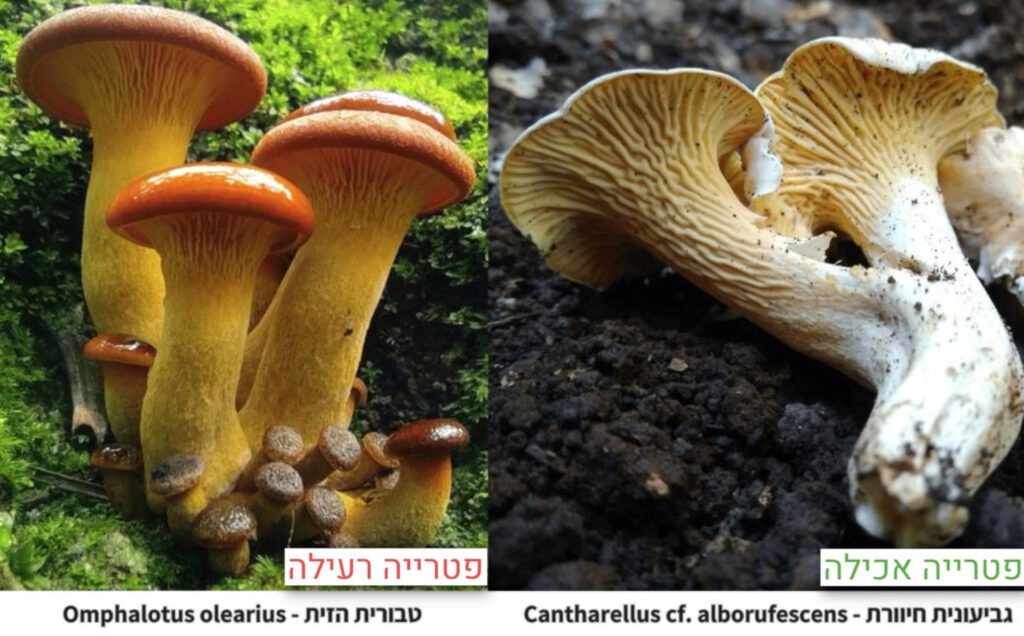 פטרייה "אמנית כוזבת" - רעילה ביותר, פטרייה "אמנית ביצתית" - אינה רעילה אך לא מומלצת למאכל; פטרייה "טבורית הזית" - רעילה, פטרייה "גביעונית חיוורת" - אינה רעילה; צילום: יניב סגל, מקבוצת היועצים המומחים לזיהוי פטריות של המרכז הארצי למידע בהרעלות. בתמונה: ד"ר יעל לוריא, מנהלת המרכז הארצי למידע בהרעלות, הקריה הרפואית רמב"ם; צילום: דוברות רמב"ם;