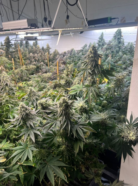 תמונה של גידול קנביס -קרדיט דוברות המשטרה.