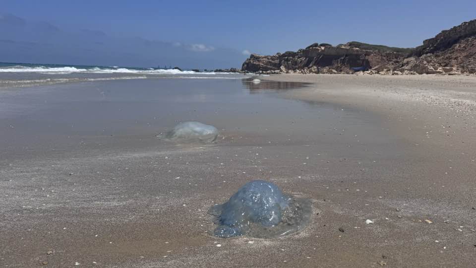 מדוזות בגדור _חיים לסט