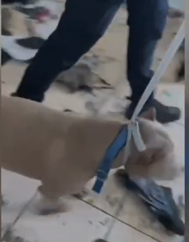 קרדיט דוברות המשטרה