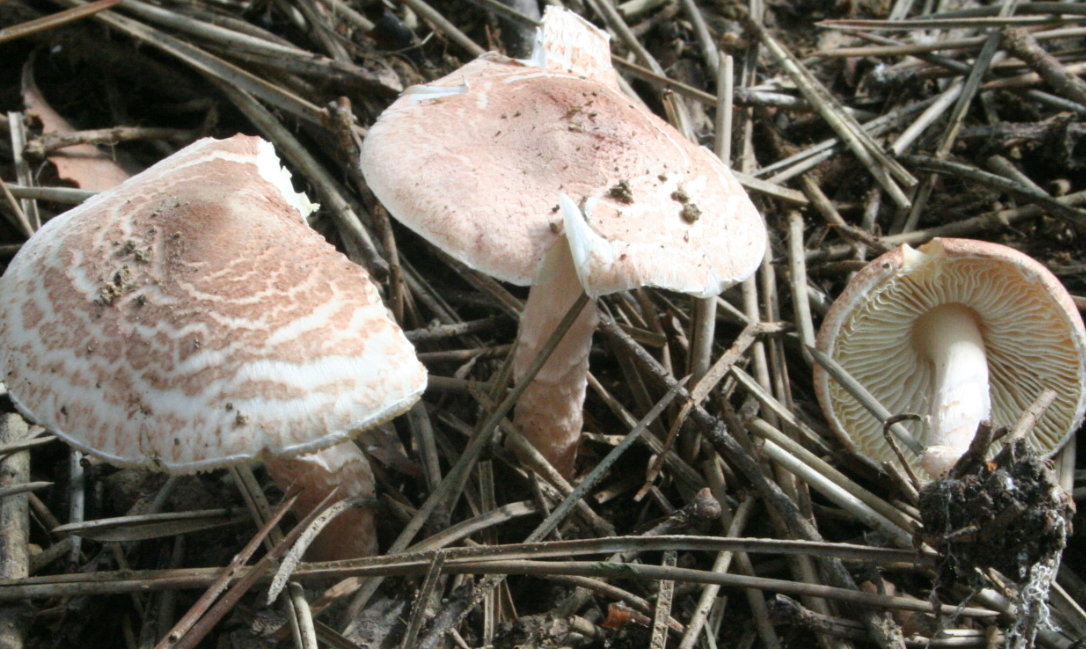 בתמונה: פטריה רעילה מסוג Lepiota brunneoincarnata. צילום מתוך ויקיפדיה. קרדיט צילום: Strobilomyces, ויקיפדיה