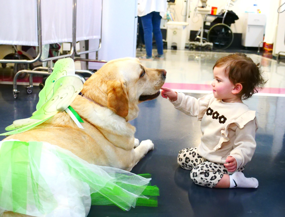 טינקה, הכלבה הטיפולית והמרגיעה הרשמית של רמב"ם, צילום: הקריה הרפואית רמב"ם