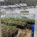 מעבדת סמים ענקית נחשפה בלב פרדס חנה- שוטרי תחנת זכרון יעקב ולוחמי רומ"ח תפסו מעל 300 ק"ג