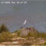 הטבע ממשיך בשלו: ציפורים חוזרות לפארק המלחה בנחל הקישון